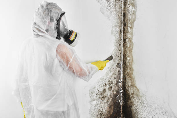 Best Home Mold Removal  in Montpelier, OH